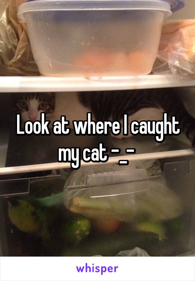 Look at where I caught my cat -_- 