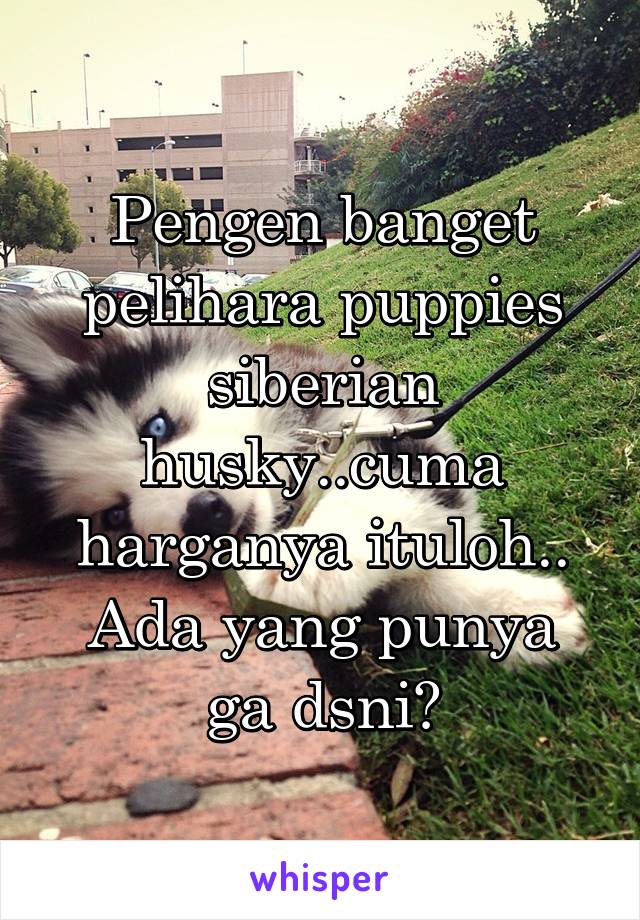 Pengen banget pelihara puppies siberian husky..cuma harganya ituloh..
Ada yang punya ga dsni?