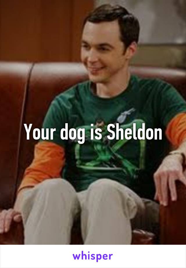 Your dog is Sheldon