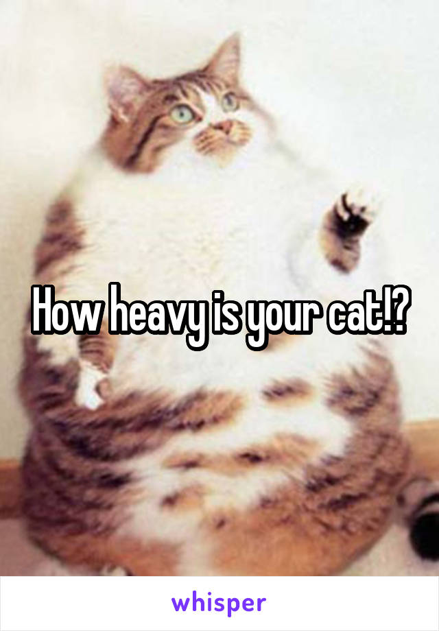 How heavy is your cat!?