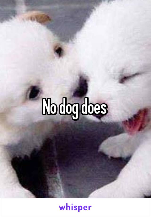 No dog does 
