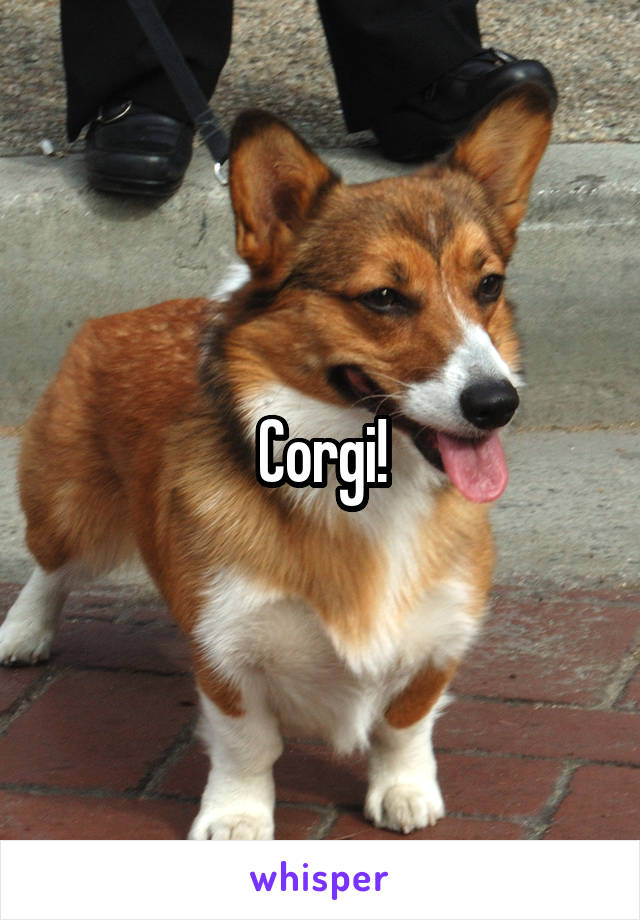 Corgi!