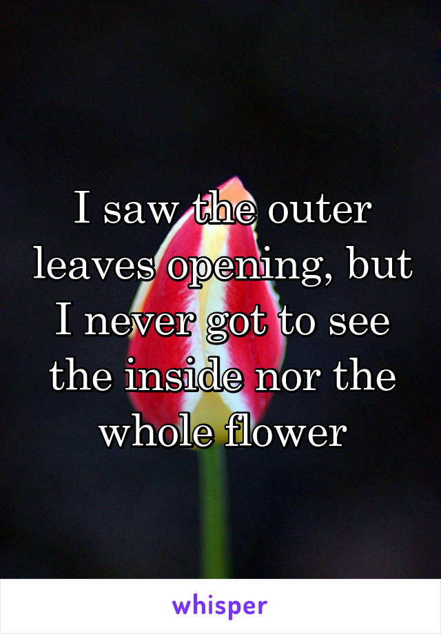 I saw the outer leaves opening, but I never got to see the inside nor the whole flower