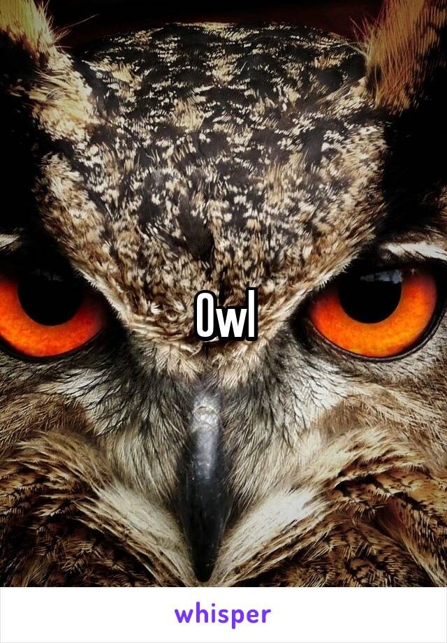 Owl