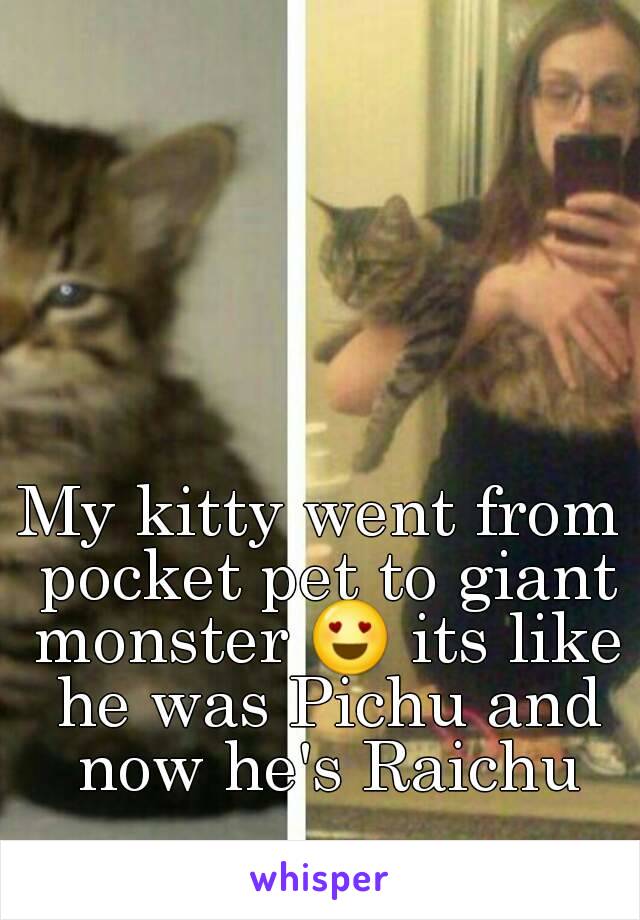 My kitty went from pocket pet to giant monster 😍 its like he was Pichu and now he's Raichu