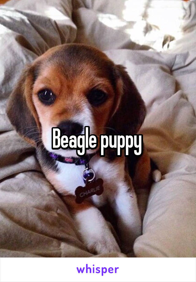 Beagle puppy 