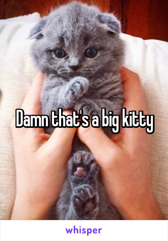 Damn that's a big kitty