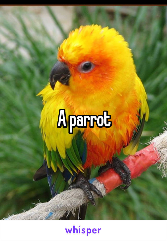 A parrot