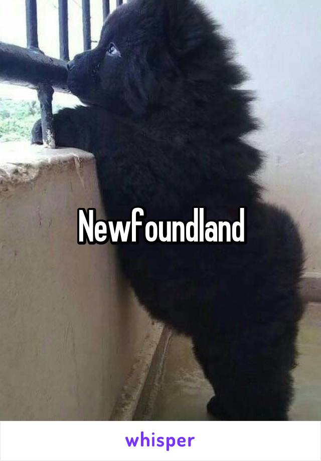 Newfoundland