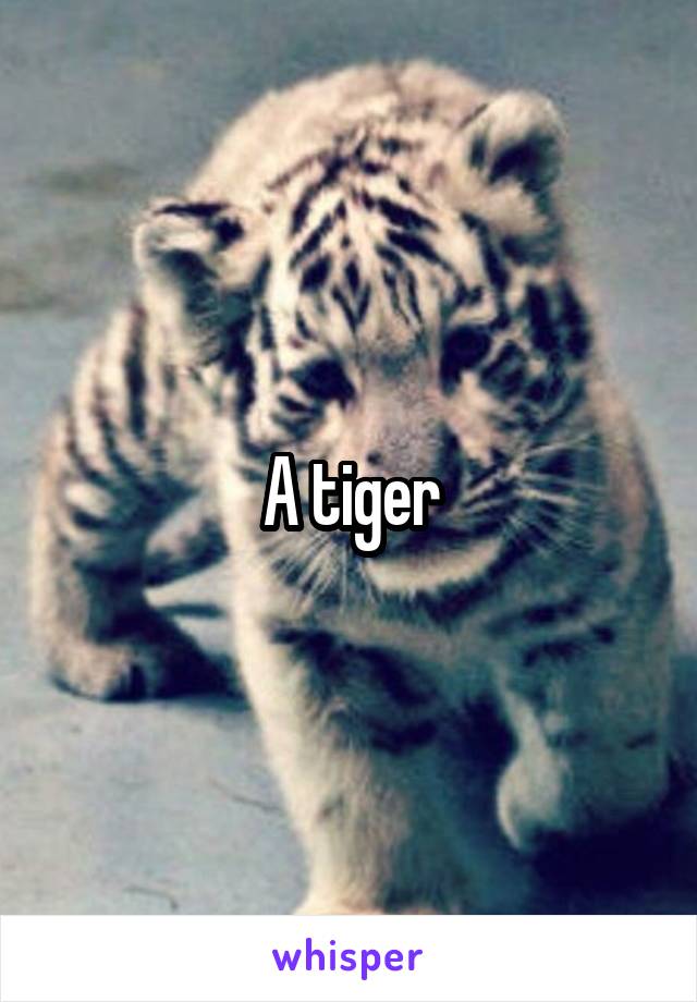 A tiger