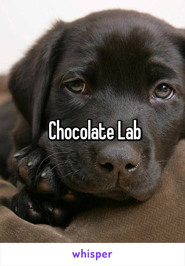  Chocolate Lab