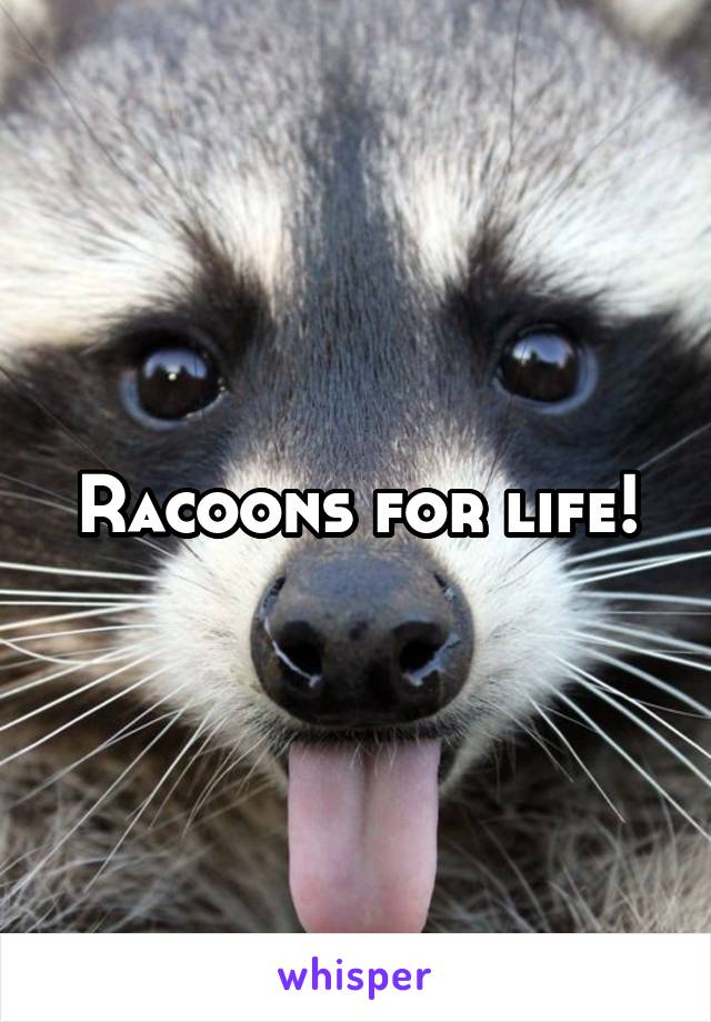 Racoons for life!