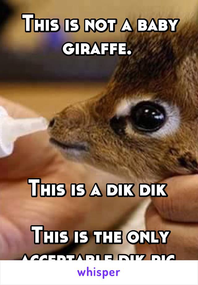 This is not a baby giraffe. 





This is a dik dik 

This is the only acceptable dik pic 