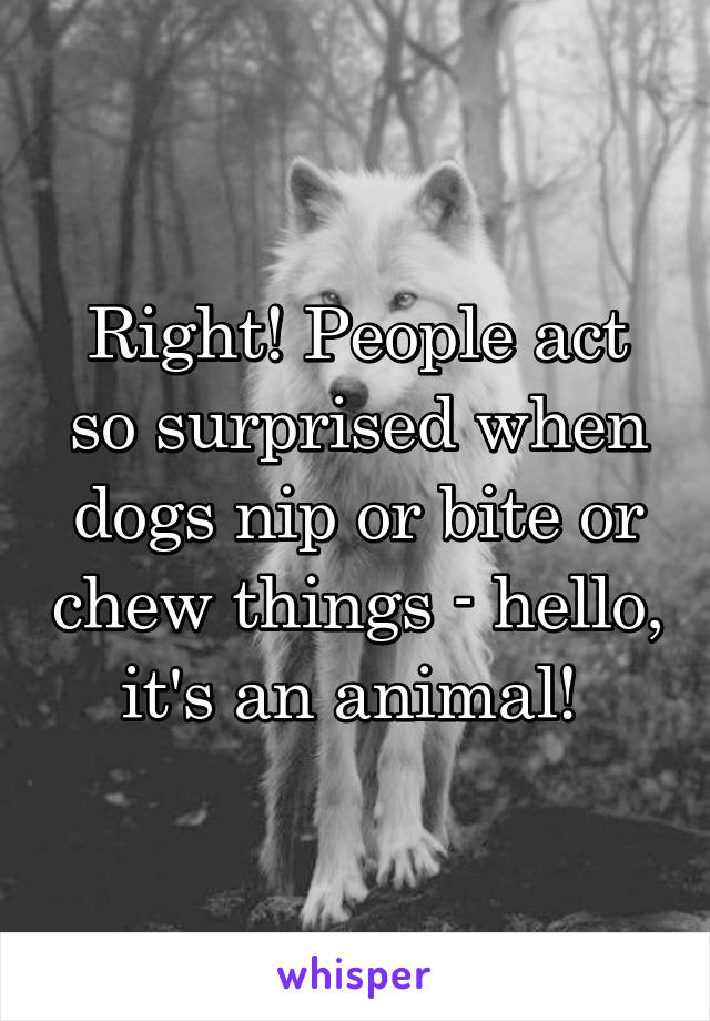 Right! People act so surprised when dogs nip or bite or chew things - hello, it's an animal! 