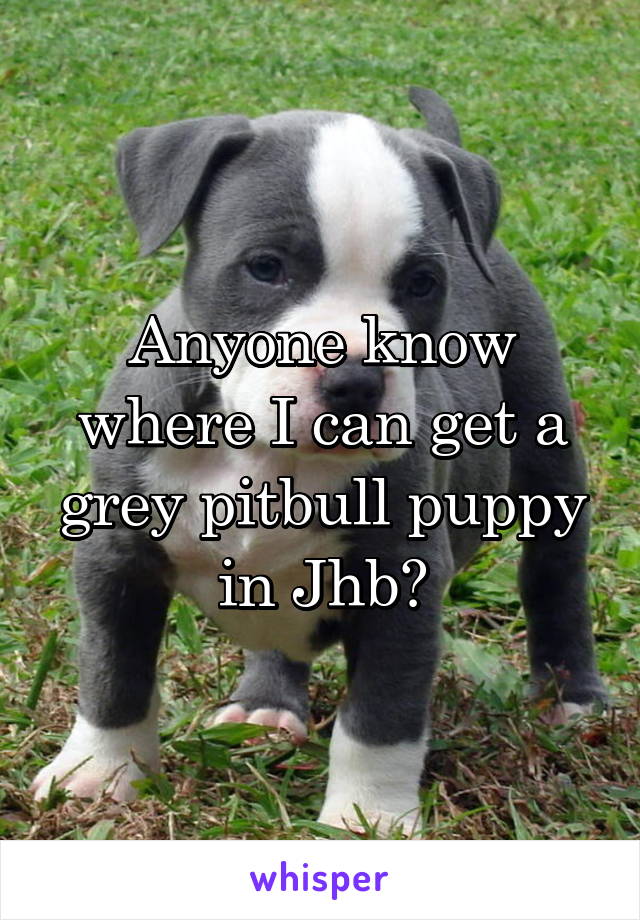 Anyone know where I can get a grey pitbull puppy in Jhb?