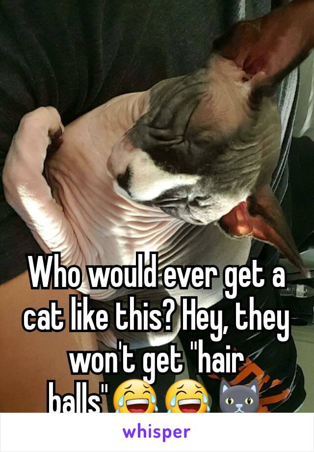 Who would ever get a cat like this? Hey, they won't get "hair balls"😂😂🐱