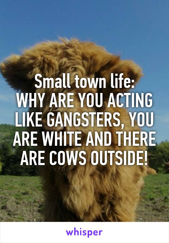 Small town life:
WHY ARE YOU ACTING LIKE GANGSTERS, YOU ARE WHITE AND THERE ARE COWS OUTSIDE!