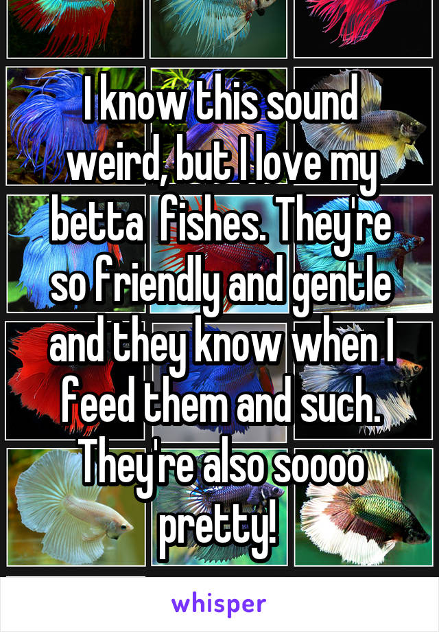 I know this sound weird, but I love my betta  fishes. They're so friendly and gentle and they know when I feed them and such. They're also soooo pretty! 