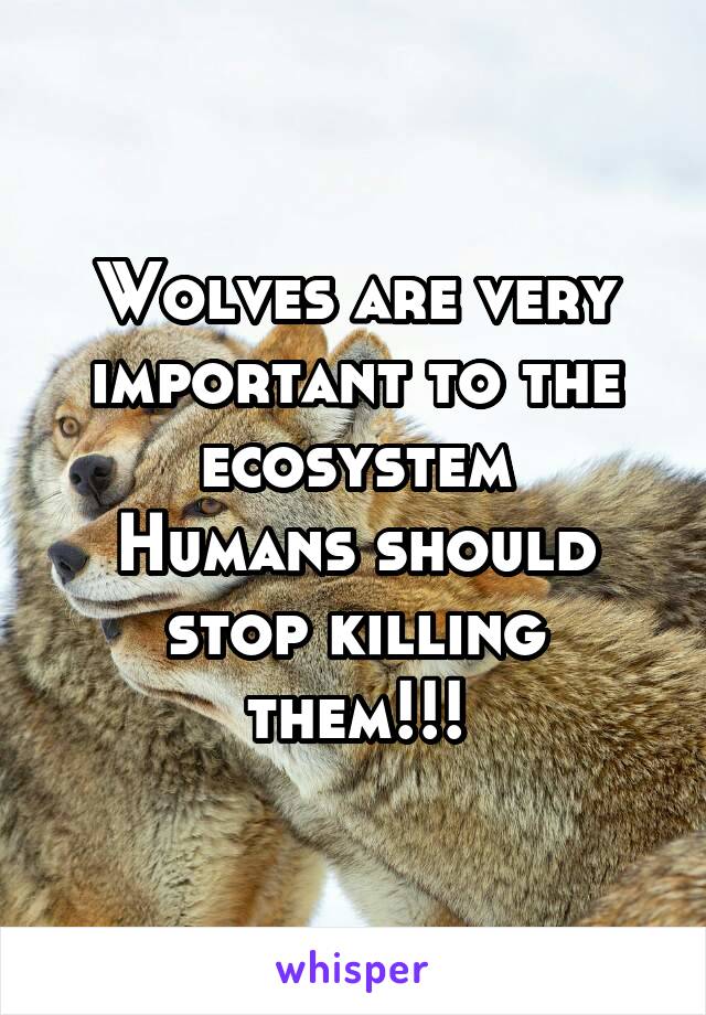 Wolves are very important to the ecosystem
Humans should stop killing them!!!