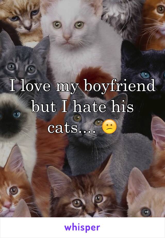 I love my boyfriend but I hate his cats.... 😕