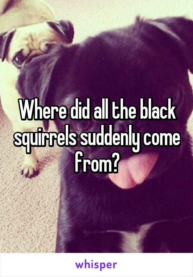 Where did all the black squirrels suddenly come from?