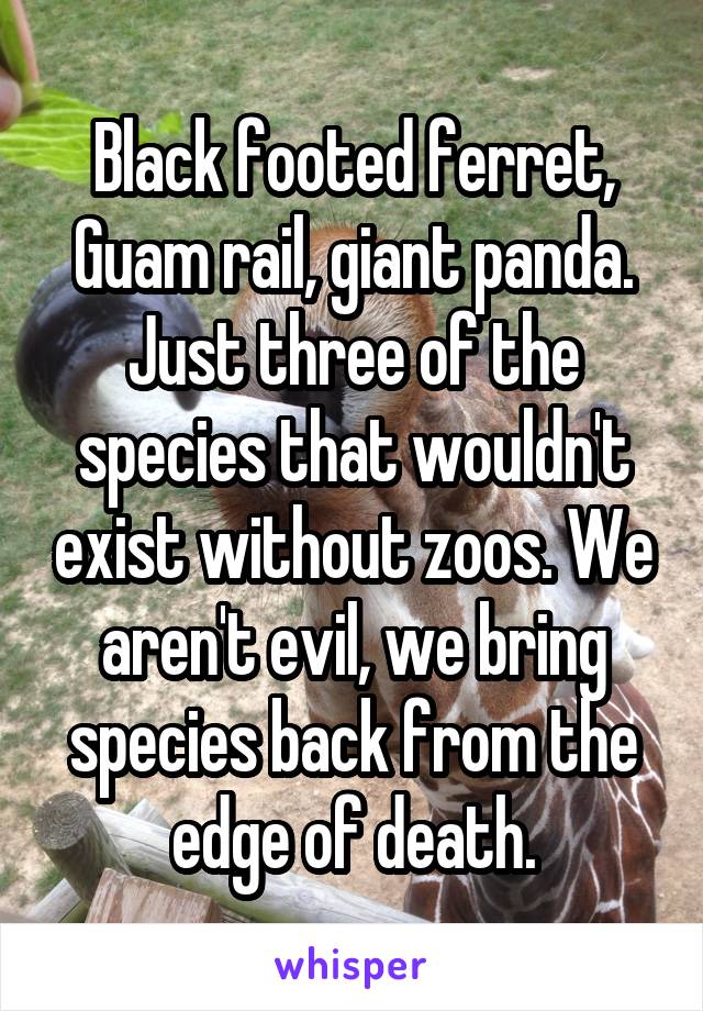 Black footed ferret, Guam rail, giant panda. Just three of the species that wouldn't exist without zoos. We aren't evil, we bring species back from the edge of death.