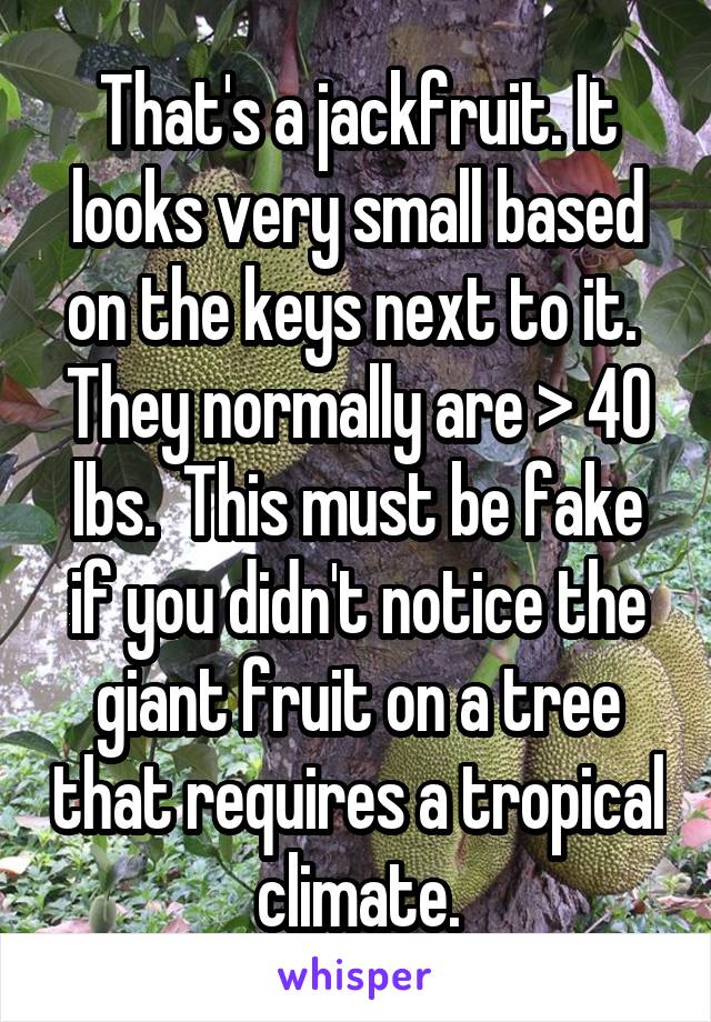 That's a jackfruit. It looks very small based on the keys next to it.  They normally are > 40 lbs.  This must be fake if you didn't notice the giant fruit on a tree that requires a tropical climate.