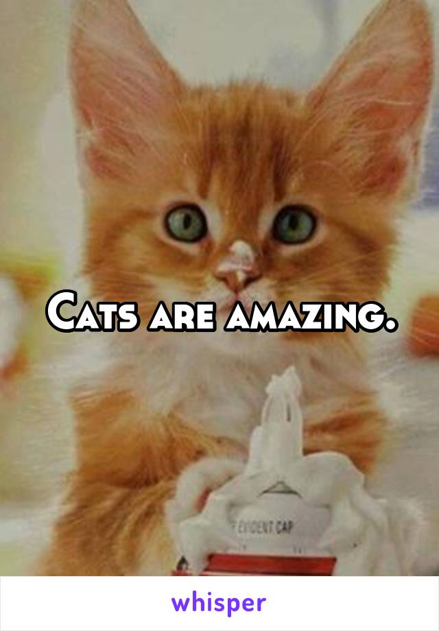 Cats are amazing.