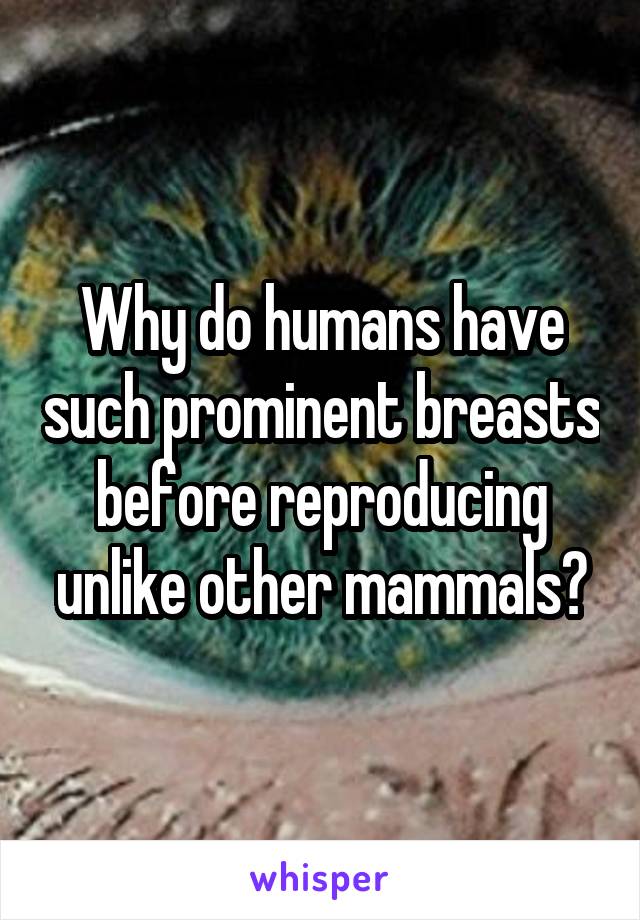 Why do humans have such prominent breasts before reproducing unlike other mammals?