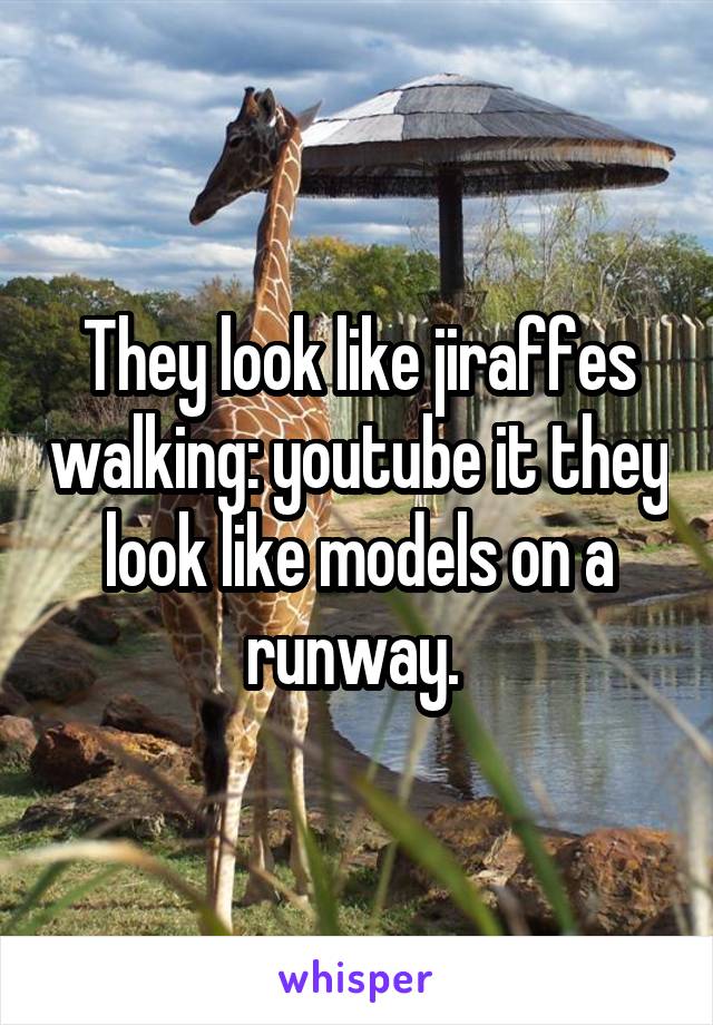 They look like jiraffes walking: youtube it they look like models on a runway. 