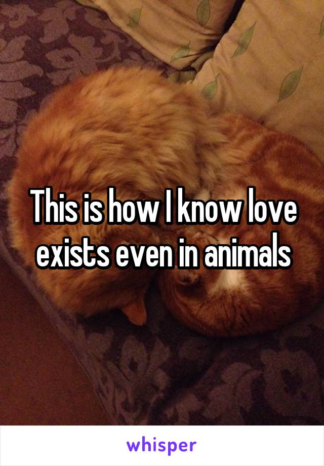 This is how I know love exists even in animals