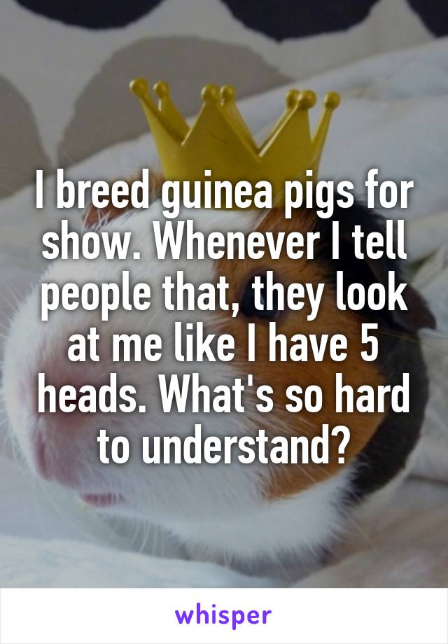 I breed guinea pigs for show. Whenever I tell people that, they look at me like I have 5 heads. What's so hard to understand?