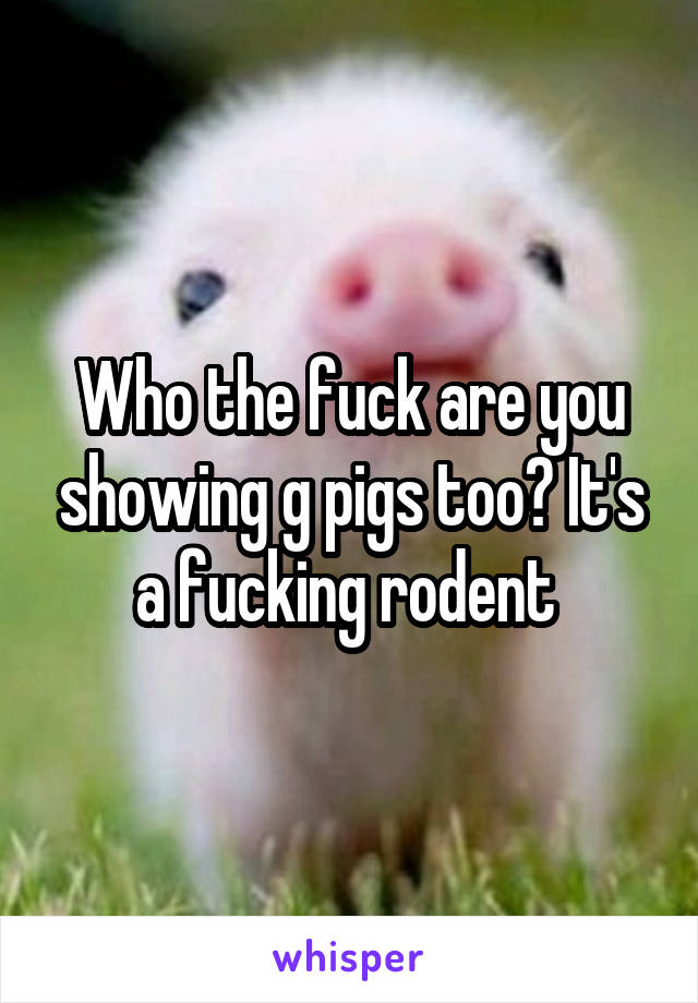 Who the fuck are you showing g pigs too? It's a fucking rodent 