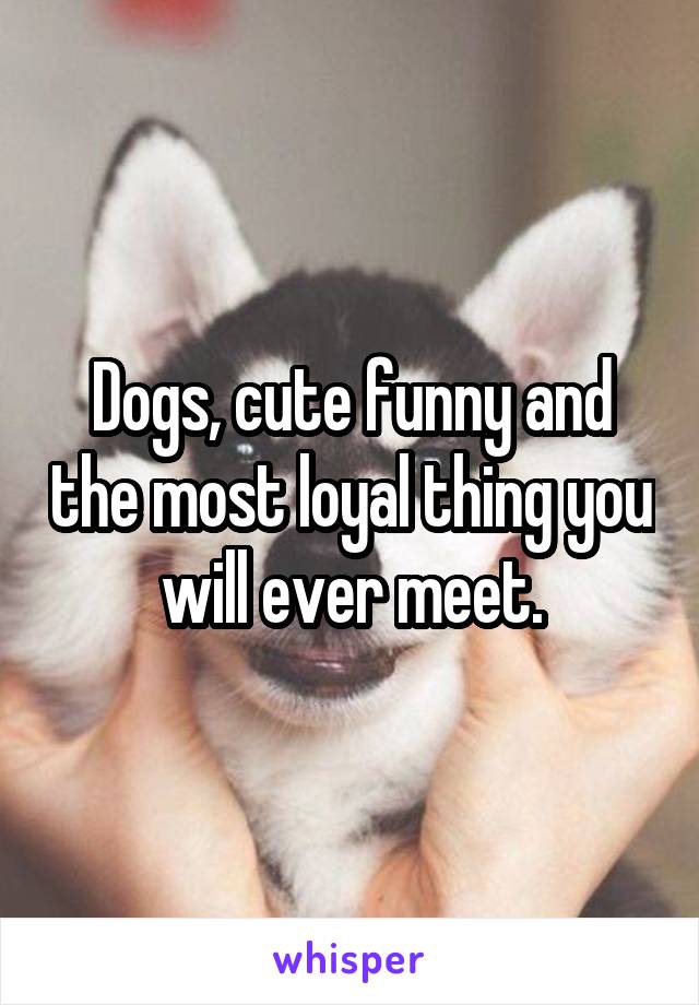 Dogs, cute funny and the most loyal thing you will ever meet.