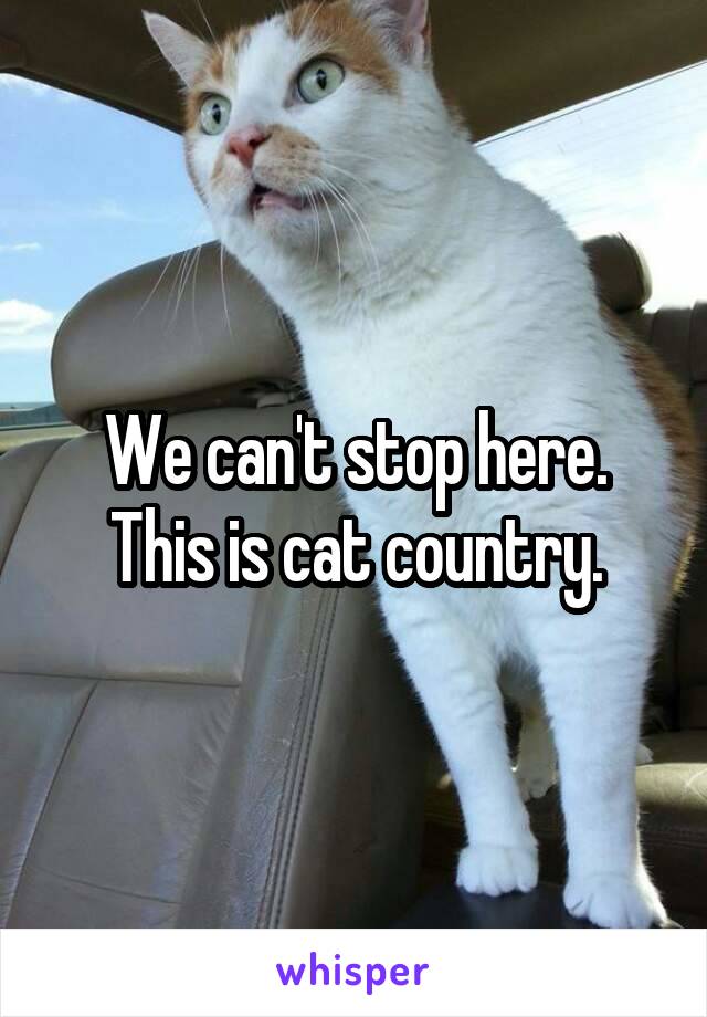 We can't stop here.
This is cat country.