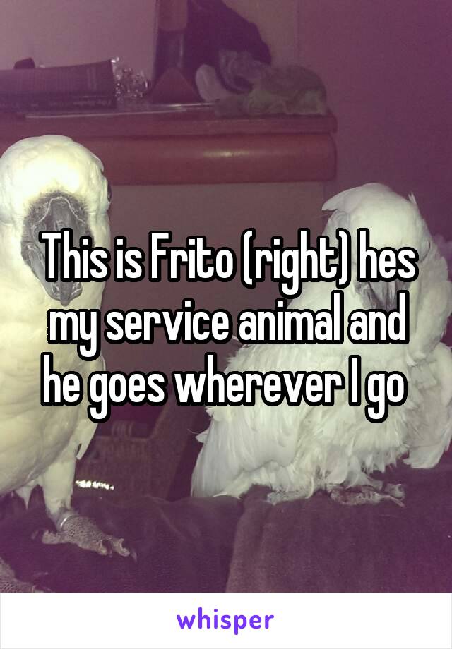 This is Frito (right) hes my service animal and he goes wherever I go 