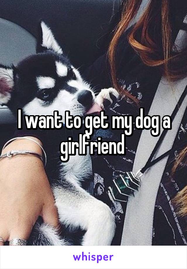 I want to get my dog a girlfriend 