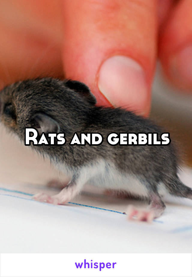 Rats and gerbils