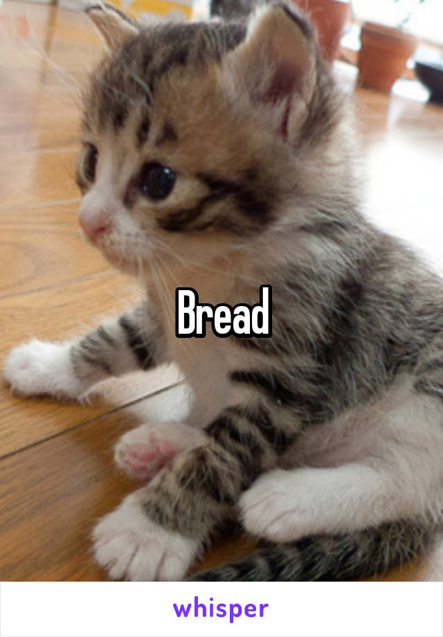 Bread