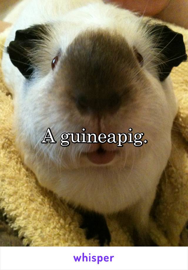 A guineapig.