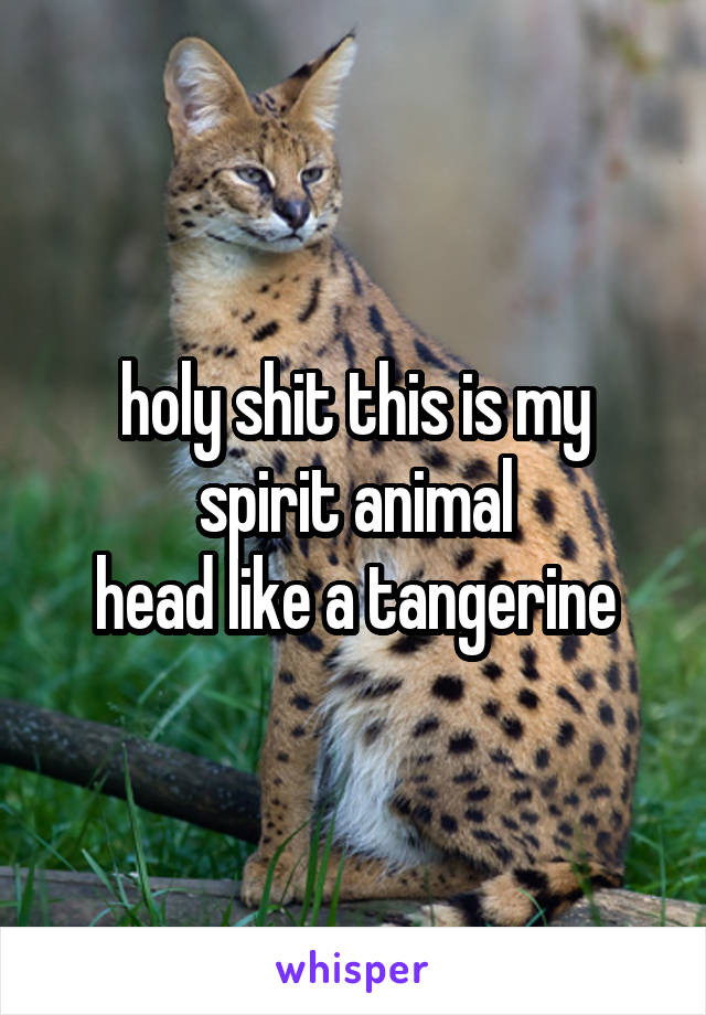 holy shit this is my spirit animal
head like a tangerine