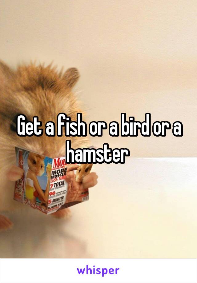 Get a fish or a bird or a hamster 