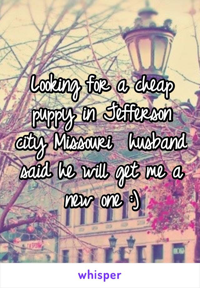 Looking for a cheap puppy in Jefferson city Missouri  husband said he will get me a new one :)