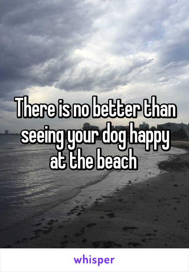 There is no better than seeing your dog happy at the beach 