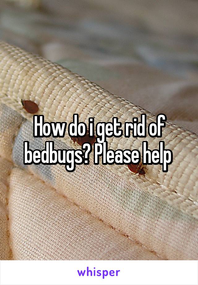 How do i get rid of bedbugs? Please help 