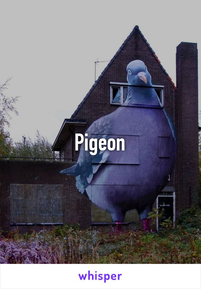 Pigeon