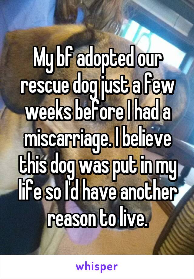 My bf adopted our rescue dog just a few weeks before I had a miscarriage. I believe this dog was put in my life so I'd have another reason to live.