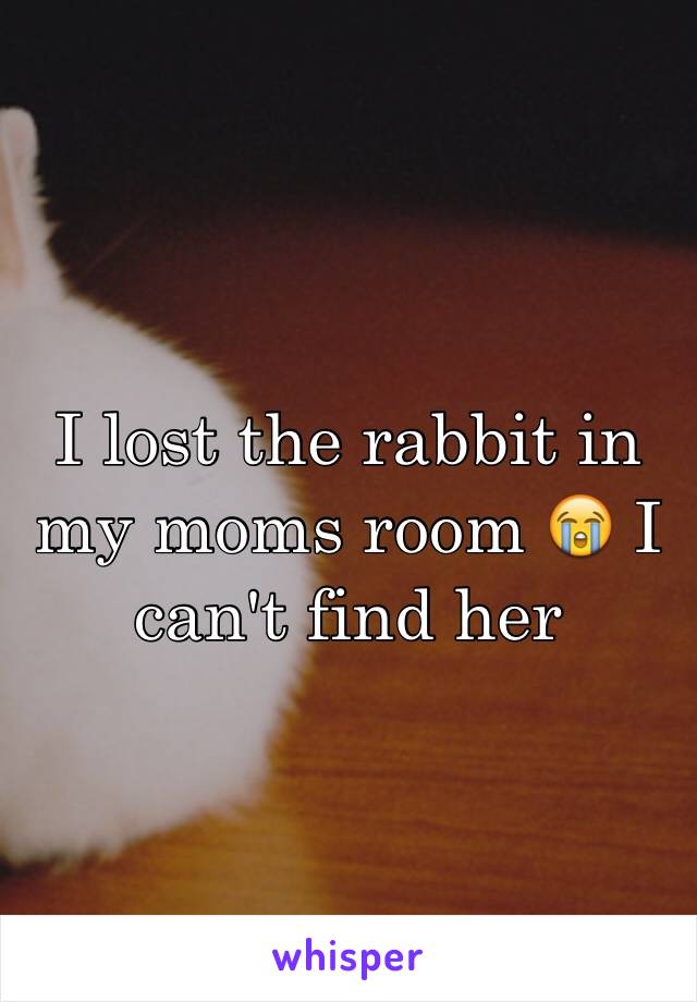 I lost the rabbit in my moms room 😭 I can't find her 