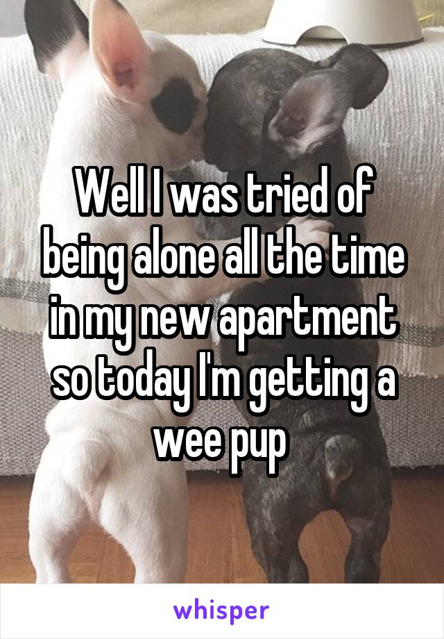 Well I was tried of being alone all the time in my new apartment so today I'm getting a wee pup 