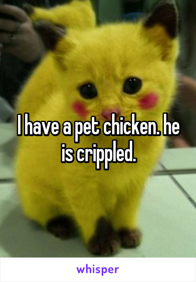 I have a pet chicken. he is crippled.